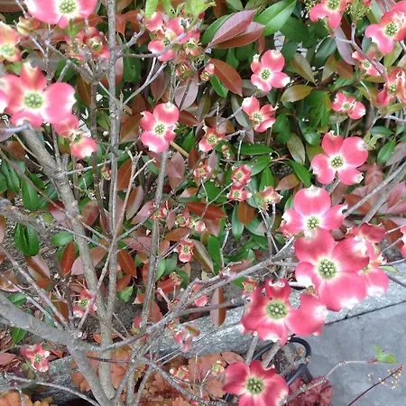 아파트 Wellness Suiten Mit Whirlpool Am Stadtrand Von Essen 에센