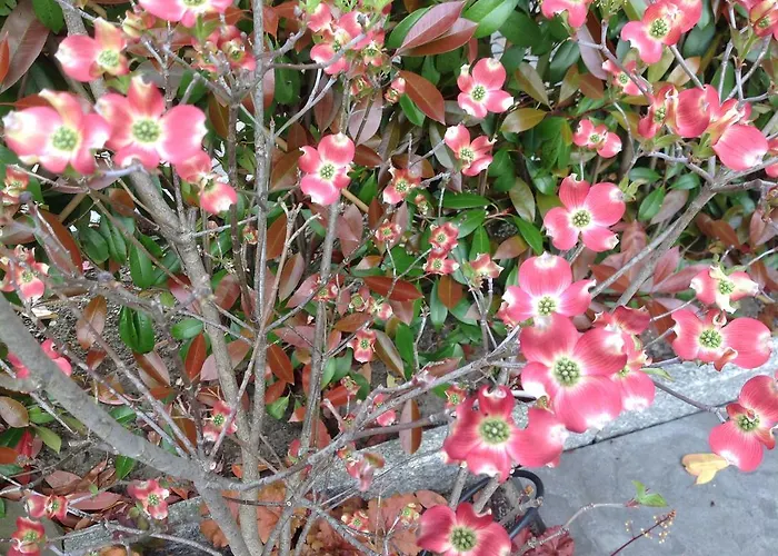 Διαμέρισμα Wellness Mit Whirlpool Am Stadtrand Von Έσσεν